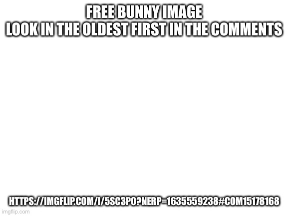 Blank White Template | FREE BUNNY IMAGE
LOOK IN THE OLDEST FIRST IN THE COMMENTS; HTTPS://IMGFLIP.COM/I/5SC3PO?NERP=1635559238#COM15178168 | image tagged in blank white template | made w/ Imgflip meme maker