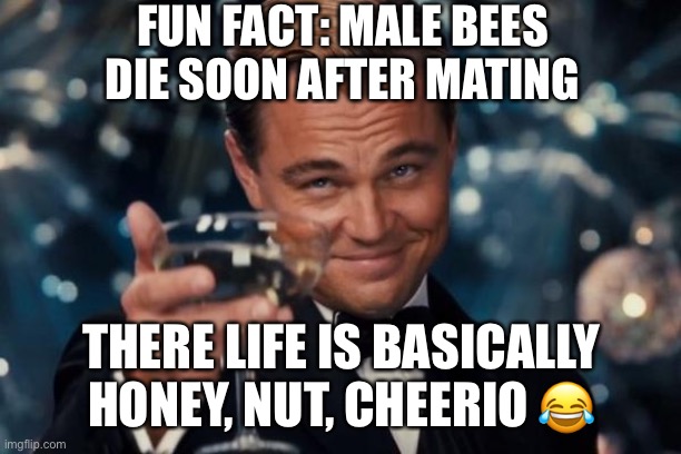 Leonardo Dicaprio Cheers Meme | FUN FACT: MALE BEES DIE SOON AFTER MATING; THERE LIFE IS BASICALLY HONEY, NUT, CHEERIO 😂 | image tagged in memes,leonardo dicaprio cheers,funny memes | made w/ Imgflip meme maker