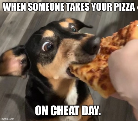 Cheat Day | WHEN SOMEONE TAKES YOUR PIZZA; ON CHEAT DAY. | image tagged in pizza,dog,funny memes | made w/ Imgflip meme maker