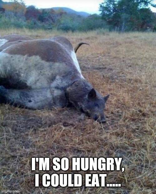 I'm so hungry I could eat ... | I'M SO HUNGRY, I COULD EAT..... | image tagged in pig,cow,eating | made w/ Imgflip meme maker