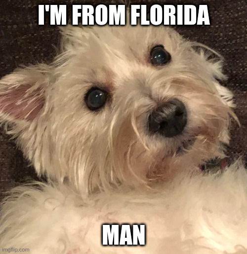 wtf | I'M FROM FLORIDA MAN | image tagged in wtf | made w/ Imgflip meme maker