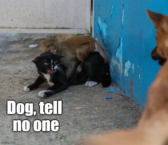 Dog, tell 
no one | image tagged in cats | made w/ Imgflip meme maker