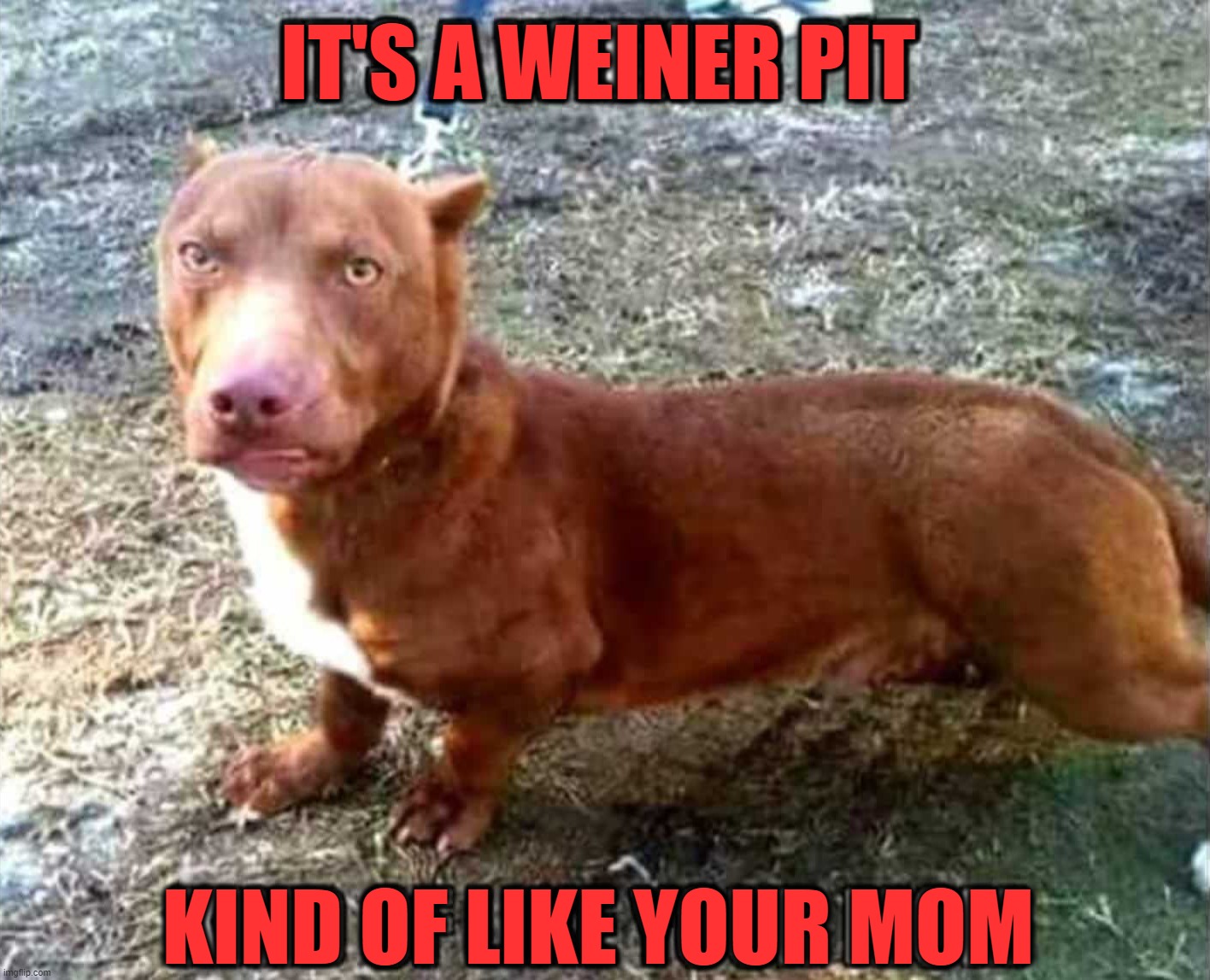 IT'S A WEINER PIT; KIND OF LIKE YOUR MOM | image tagged in insult | made w/ Imgflip meme maker