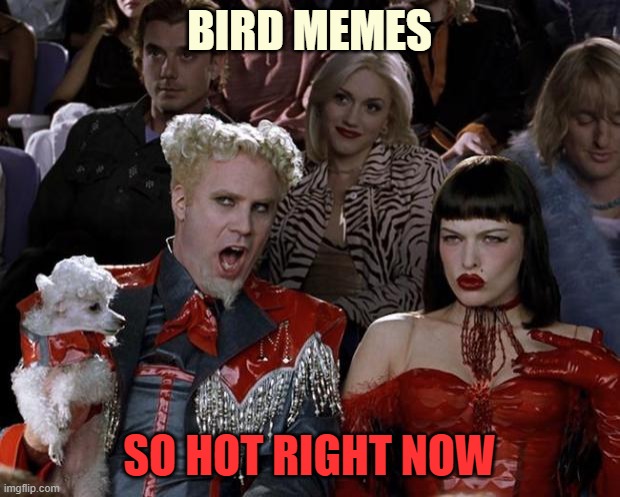 What's With All These Front Page Themes? | BIRD MEMES; SO HOT RIGHT NOW | image tagged in memes,mugatu so hot right now,yayaya,front page | made w/ Imgflip meme maker