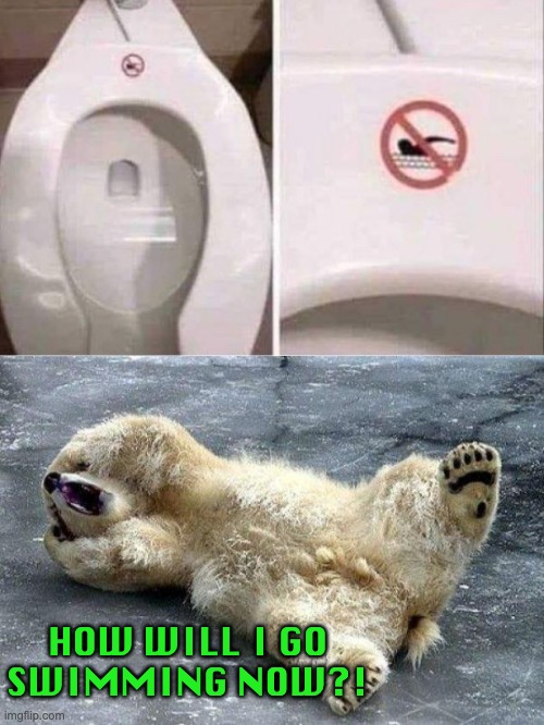 Please, don't swim in the toilet :) | HOW WILL I GO SWIMMING NOW?! | image tagged in oh nooo polar bear,memes,unfunny | made w/ Imgflip meme maker