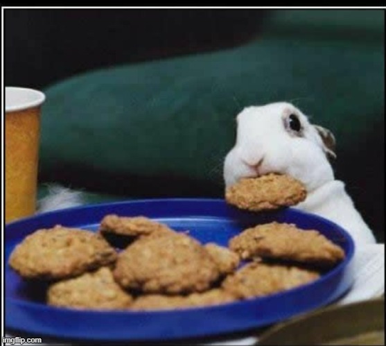 Bunny eating cookie | image tagged in bunny eating cookie | made w/ Imgflip meme maker