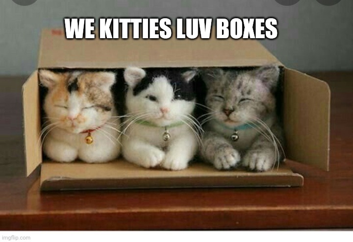 WE KITTIES LUV BOXES | made w/ Imgflip meme maker