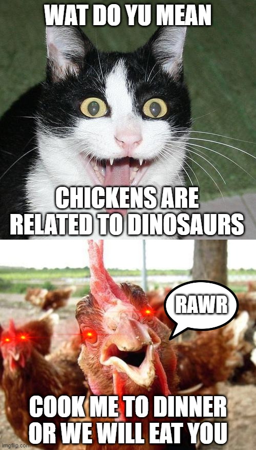 WAT DO YU MEAN; CHICKENS ARE RELATED TO DINOSAURS; RAWR; COOK ME TO DINNER OR WE WILL EAT YOU | image tagged in excited cat,chicken | made w/ Imgflip meme maker