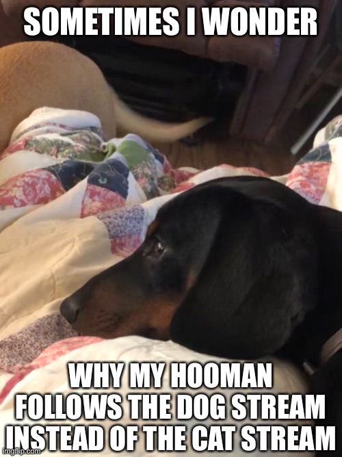 wiener dog thinks deep thoughts | SOMETIMES I WONDER; WHY MY HOOMAN FOLLOWS THE DOG STREAM INSTEAD OF THE CAT STREAM | image tagged in oh wow are you actually reading these tags,dogs,memes | made w/ Imgflip meme maker