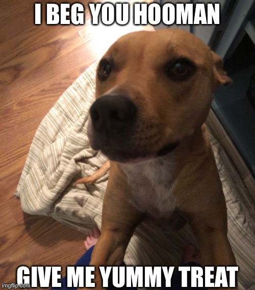 I BEG YOU HOOMAN; GIVE ME YUMMY TREAT | image tagged in oh wow are you actually reading these tags,dogs,relatable,memes,funny | made w/ Imgflip meme maker