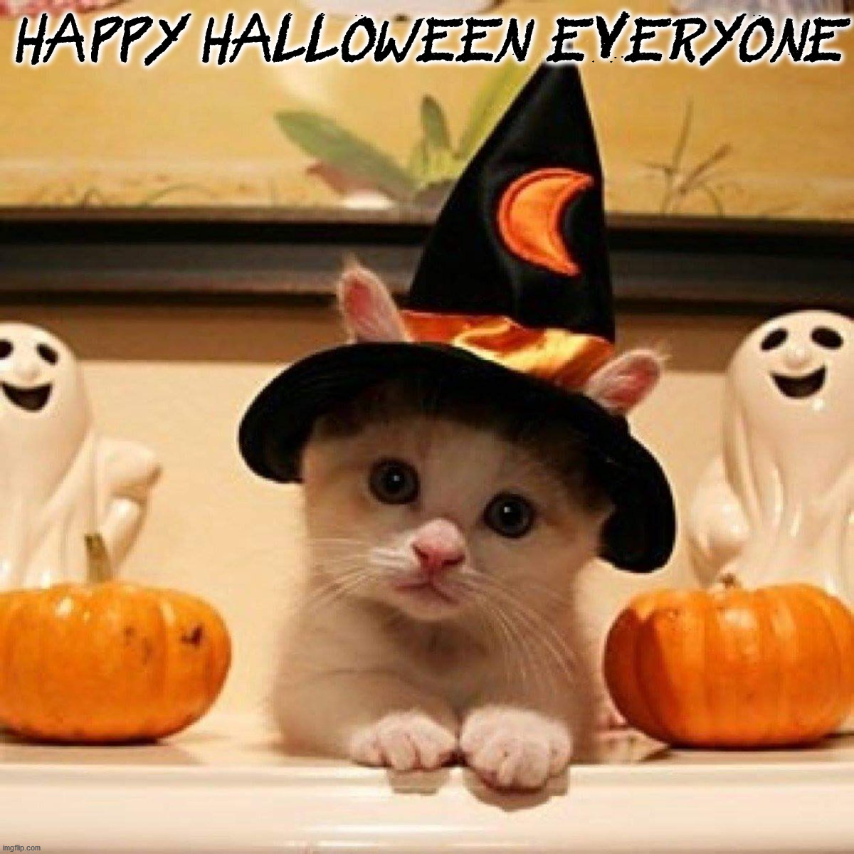 HAPPY HALLOWEEN EVERYONE | image tagged in cats | made w/ Imgflip meme maker