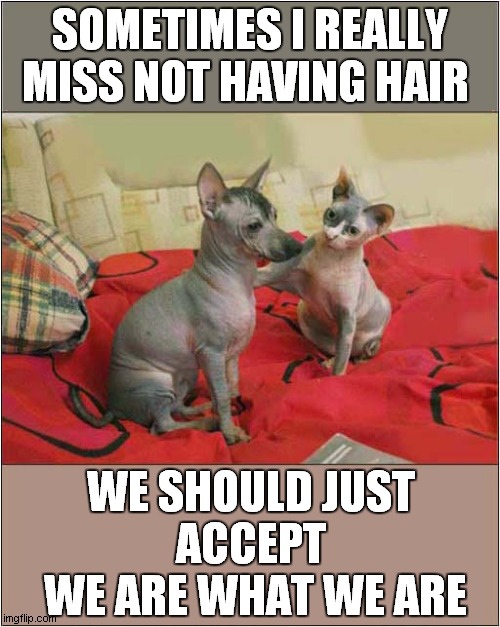 A Philosophical Hairless Cat | SOMETIMES I REALLY MISS NOT HAVING HAIR; WE SHOULD JUST 
ACCEPT 
WE ARE WHAT WE ARE | image tagged in cats,hairless,dogs,life lessons | made w/ Imgflip meme maker