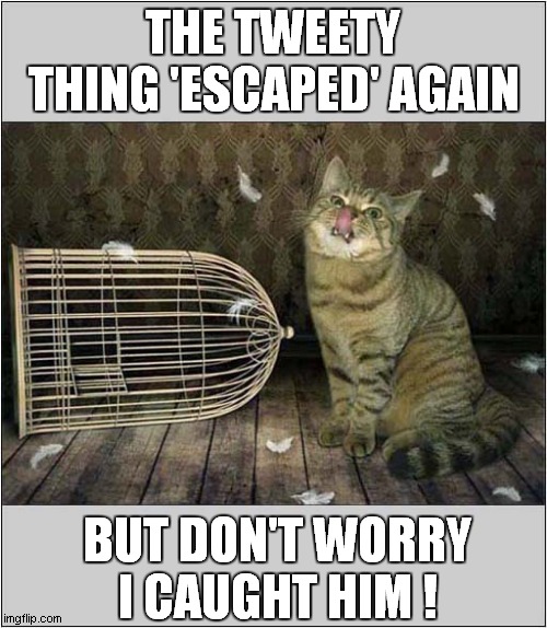 What A 'Helpful' Cat ! | THE TWEETY THING 'ESCAPED' AGAIN; BUT DON'T WORRY
I CAUGHT HIM ! | image tagged in cat,bird,escape | made w/ Imgflip meme maker