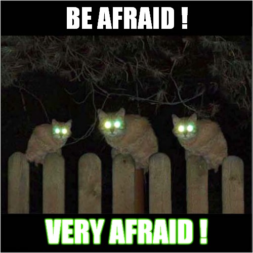 Spooky Cats Are Watching You ! | BE AFRAID ! VERY AFRAID ! | image tagged in cats,spooky,be afraid | made w/ Imgflip meme maker
