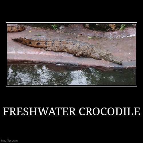 Freshwater Crocodile | FRESHWATER CROCODILE | | image tagged in demotivationals,crocodile | made w/ Imgflip demotivational maker