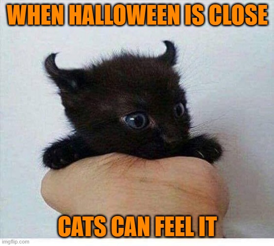BAT OR BAT? | WHEN HALLOWEEN IS CLOSE; CATS CAN FEEL IT | image tagged in cats,funny cats,kitten,spooktober,halloween | made w/ Imgflip meme maker