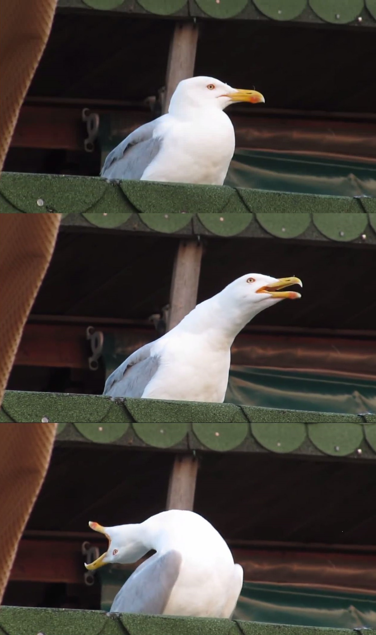 High Quality Inhaling Seagull Blank Meme Template
