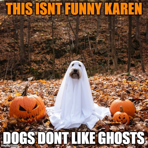 HIS FROWN SAYS IT ALL | THIS ISNT FUNNY KAREN; DOGS DONT LIKE GHOSTS | image tagged in dogs,dog,halloween,spooktober,pumpkin | made w/ Imgflip meme maker