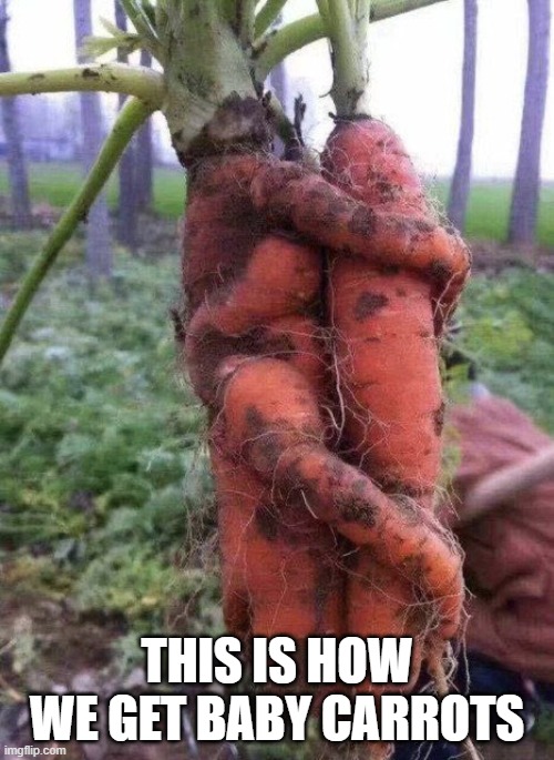 Carrots | THIS IS HOW WE GET BABY CARROTS | image tagged in carrots | made w/ Imgflip meme maker
