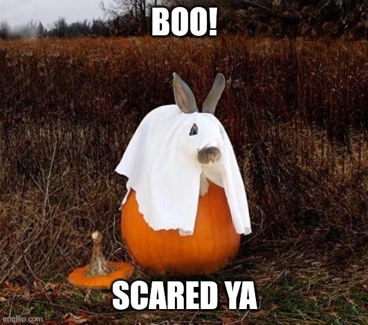 SPOOKY BUNNY | BOO! SCARED YA | image tagged in bunny,rabbits,spooktober,pumpkin,halloween,bunnies | made w/ Imgflip meme maker