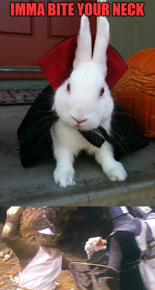 GONNA RIP YOUR THROAT OUT | IMMA BITE YOUR NECK | image tagged in bunny,bunnies,rabbit,spooktober,halloween,pumpkin | made w/ Imgflip meme maker