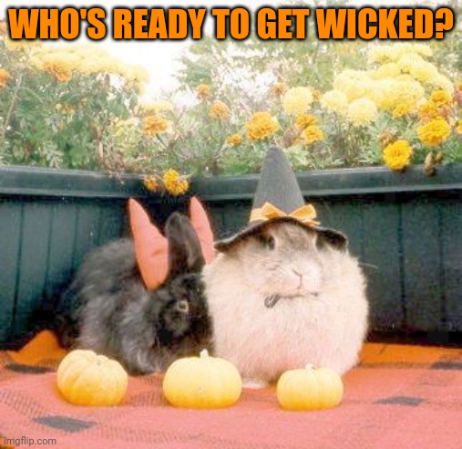 SPOOKY SEASON | WHO'S READY TO GET WICKED? | image tagged in pumpkin,pumpkins,bunny,bunnies,rabbits,spooktober | made w/ Imgflip meme maker