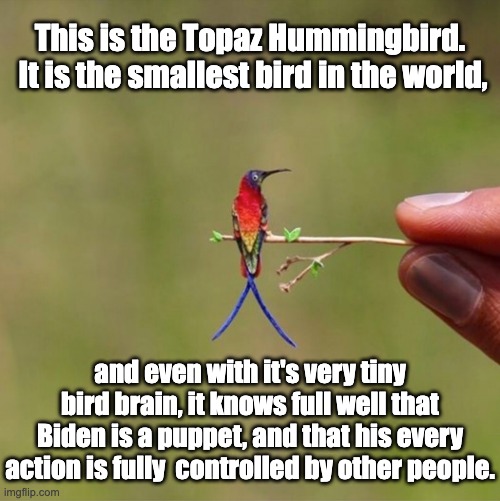 Puppet | This is the Topaz Hummingbird.  It is the smallest bird in the world, and even with it's very tiny bird brain, it knows full well that Biden is a puppet, and that his every action is fully  controlled by other people. | image tagged in biden | made w/ Imgflip meme maker