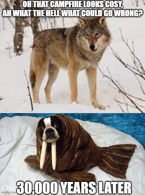 Wolves be like | OH THAT CAMPFIRE LOOKS COSY, AH WHAT THE HELL WHAT COULD GO WRONG? 30,000 YEARS LATER | image tagged in dog,funny,funny memes | made w/ Imgflip meme maker