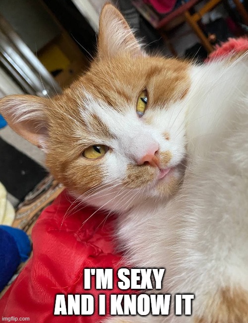 I'M SEXY AND I KNOW IT | image tagged in cat,funny | made w/ Imgflip meme maker