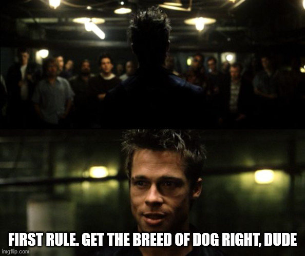 First rule of the Fight Club | FIRST RULE. GET THE BREED OF DOG RIGHT, DUDE | image tagged in first rule of the fight club | made w/ Imgflip meme maker