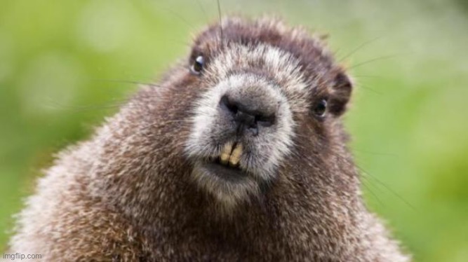 Mr Beaver | image tagged in mr beaver | made w/ Imgflip meme maker