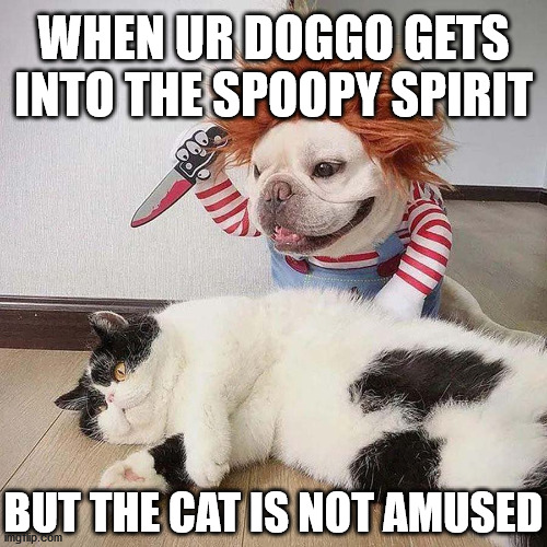 Definitive proof that dogs are better than cats: | WHEN UR DOGGO GETS INTO THE SPOOPY SPIRIT; BUT THE CAT IS NOT AMUSED | image tagged in doggo,cats,dog vs cat,spoopy,spooky,halloween | made w/ Imgflip meme maker