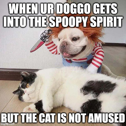 Definitive proof that dogs are better than cats: | image tagged in doggo,spoopy,spooky,halloween,dog vs cat,cats | made w/ Imgflip meme maker