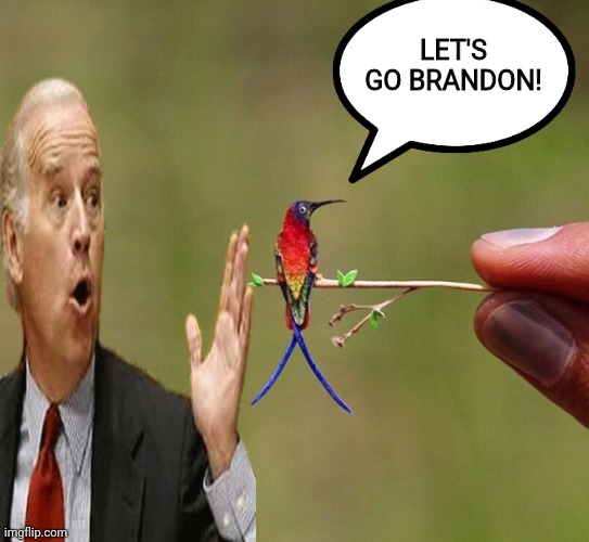 Topaz Hummingbird Smallest Brain | LET'S GO BRANDON! | image tagged in topaz hummingbird smallest brain | made w/ Imgflip meme maker