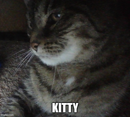 KITTY | made w/ Imgflip meme maker