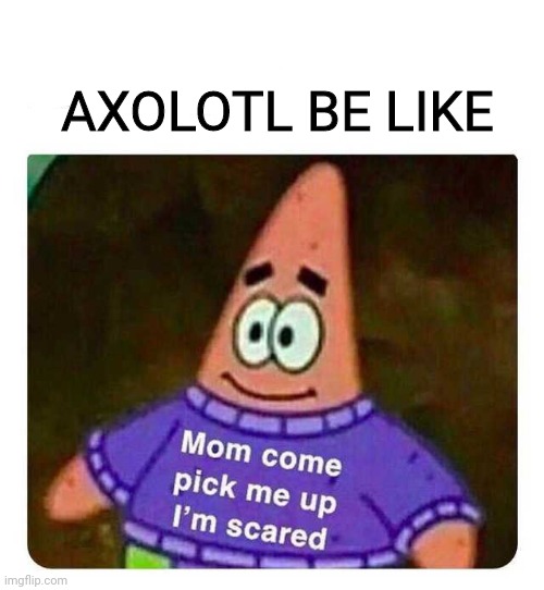 axolotl babies | AXOLOTL BE LIKE | image tagged in patrick mom come pick me up i'm scared,axolotl,cute | made w/ Imgflip meme maker