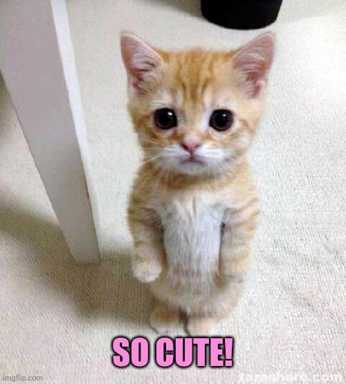 Cute Cat Meme | SO CUTE! | image tagged in memes,cute cat | made w/ Imgflip meme maker