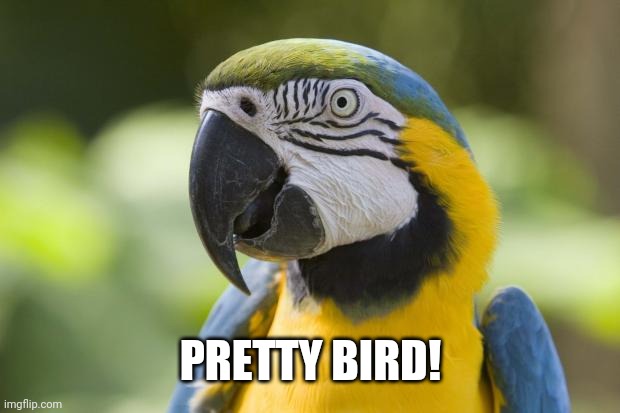 parrot | PRETTY BIRD! | image tagged in parrot | made w/ Imgflip meme maker