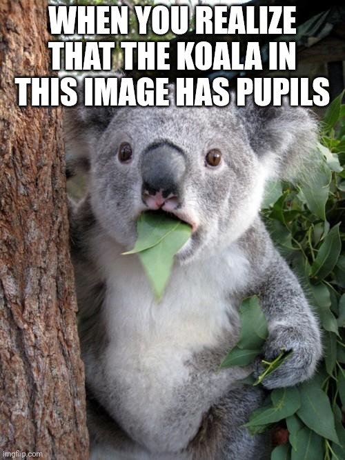 Just Realized |  WHEN YOU REALIZE THAT THE KOALA IN THIS IMAGE HAS PUPILS | image tagged in memes,surprised koala,scary | made w/ Imgflip meme maker