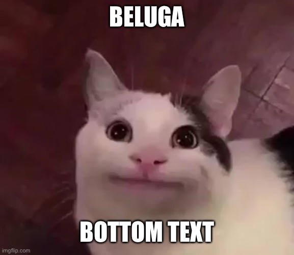 Beluga | BELUGA; BOTTOM TEXT | image tagged in awkward cat | made w/ Imgflip meme maker