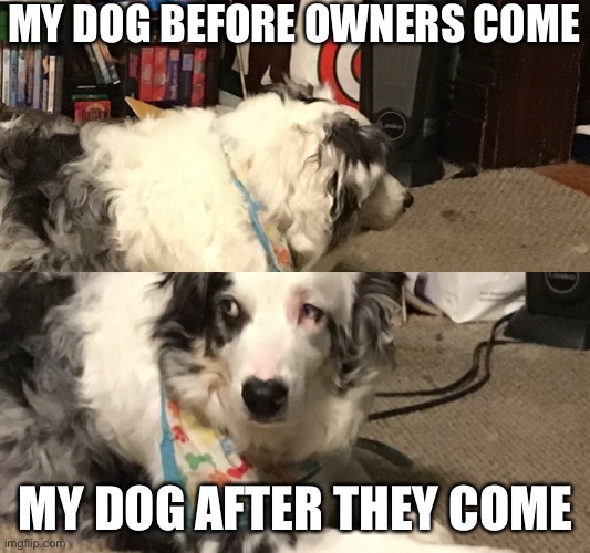 Dog | MY DOG BEFORE OWNERS COME; MY DOG AFTER THEY COME | image tagged in funny | made w/ Imgflip meme maker