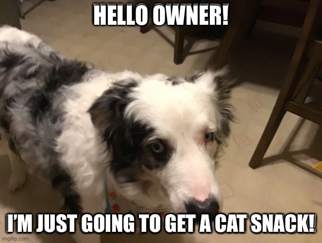 Dog is guilty | HELLO OWNER! I’M JUST GOING TO GET A CAT SNACK! | image tagged in funny | made w/ Imgflip meme maker