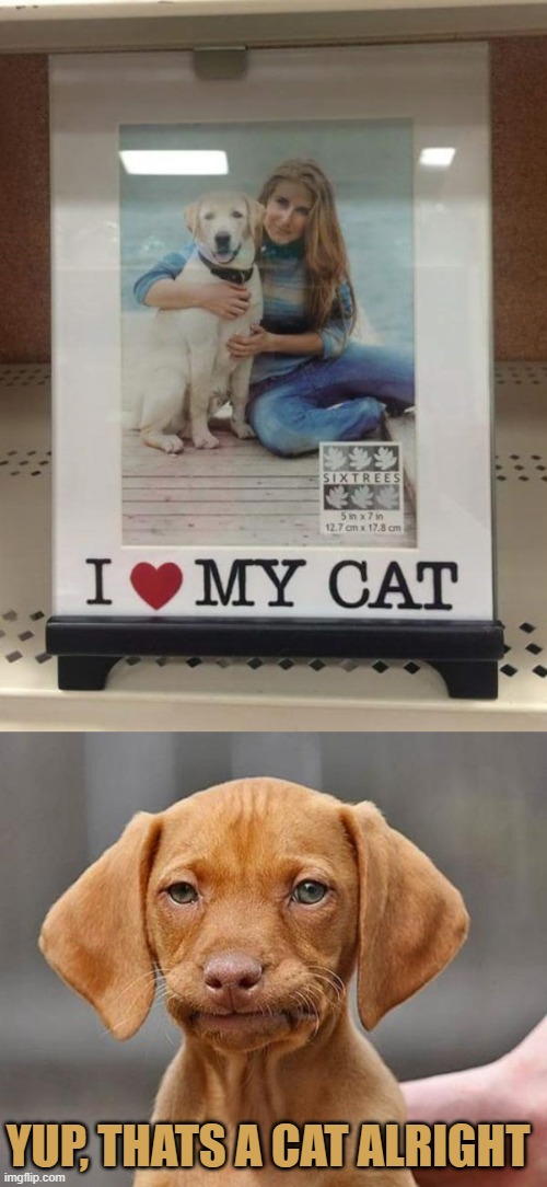 wow | YUP, THATS A CAT ALRIGHT | image tagged in yup,not a cat,you had one job | made w/ Imgflip meme maker