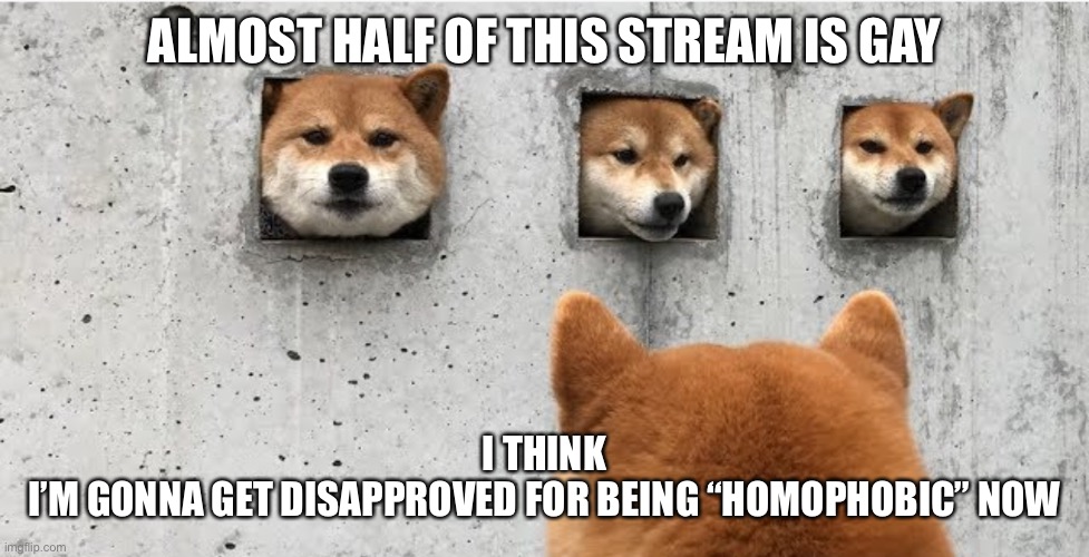 The doge council | ALMOST HALF OF THIS STREAM IS GAY; I THINK
I’M GONNA GET DISAPPROVED FOR BEING “HOMOPHOBIC” NOW | image tagged in the doge council | made w/ Imgflip meme maker