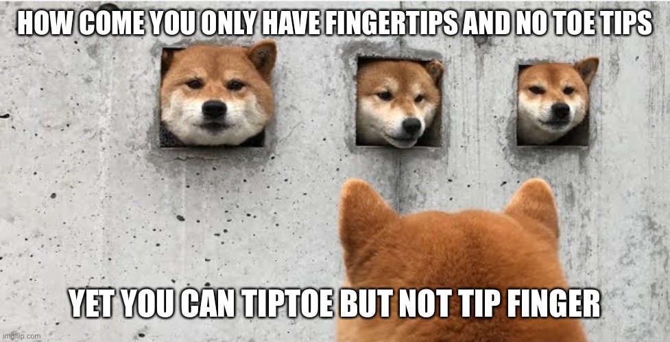 The doge council | HOW COME YOU ONLY HAVE FINGERTIPS AND NO TOE TIPS; YET YOU CAN TIPTOE BUT NOT TIP FINGER | image tagged in the doge council | made w/ Imgflip meme maker