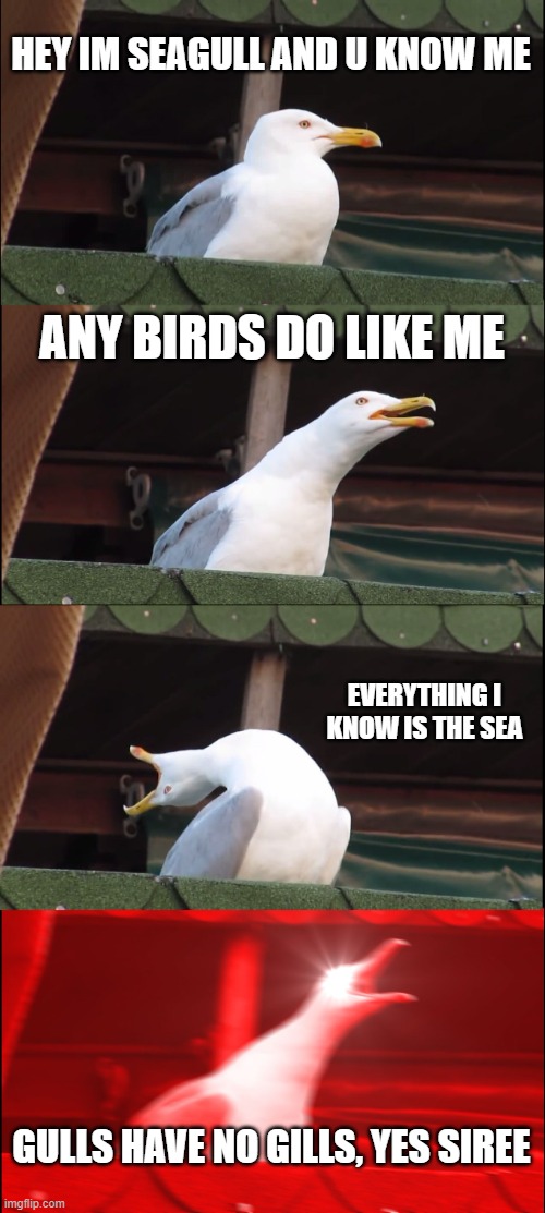 rapping seagull | HEY IM SEAGULL AND U KNOW ME; ANY BIRDS DO LIKE ME; EVERYTHING I KNOW IS THE SEA; GULLS HAVE NO GILLS, YES SIREE | image tagged in memes,inhaling seagull,rap | made w/ Imgflip meme maker