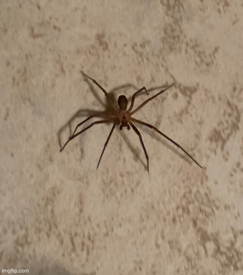 Brown recluse | made w/ Imgflip meme maker