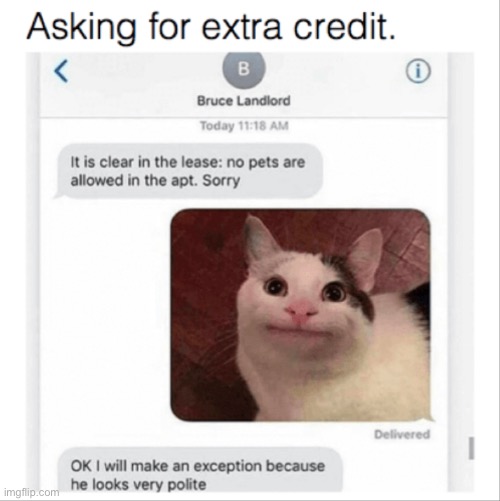 Me asking for extra credits | image tagged in cats,beluga,memes | made w/ Imgflip meme maker