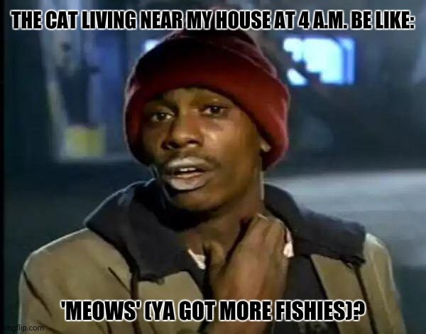 Y'all Got Any More Of That | THE CAT LIVING NEAR MY HOUSE AT 4 A.M. BE LIKE:; 'MEOWS' (YA GOT MORE FISHIES)? | image tagged in memes,yall got any more of,kittens | made w/ Imgflip meme maker