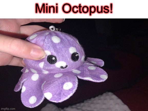 cute | Mini Octopus! | image tagged in octopus,mood,cute | made w/ Imgflip meme maker